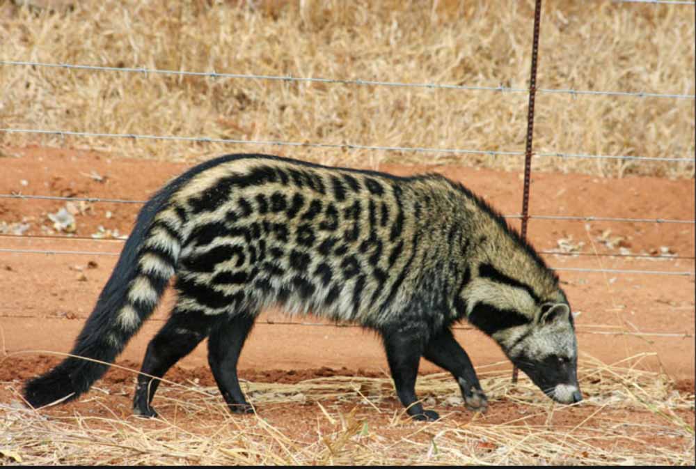 ชะมด (Civet)