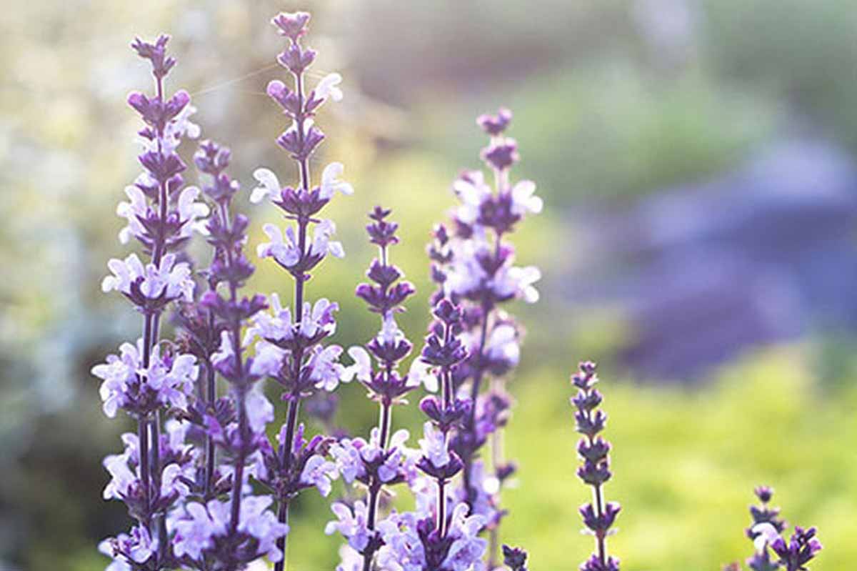 คลารี่ เซจ (Clary Sage)