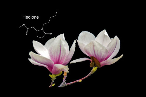 เฮไดออน (Hedione)