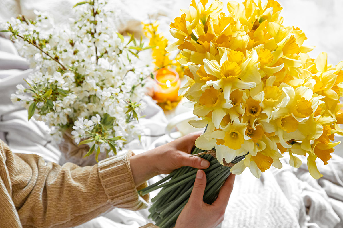 ดอกนาซิสซัส (Narcissus)