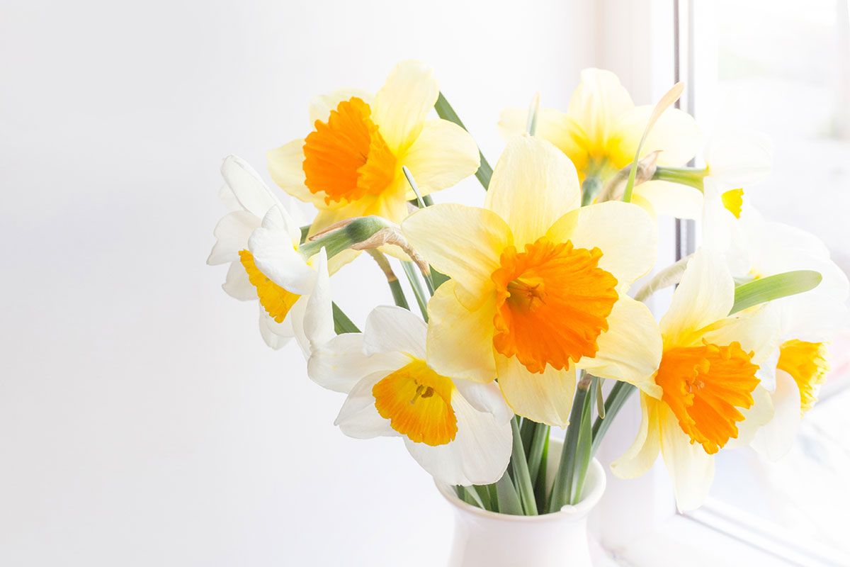 ดอกนาซิสซัส (Narcissus)