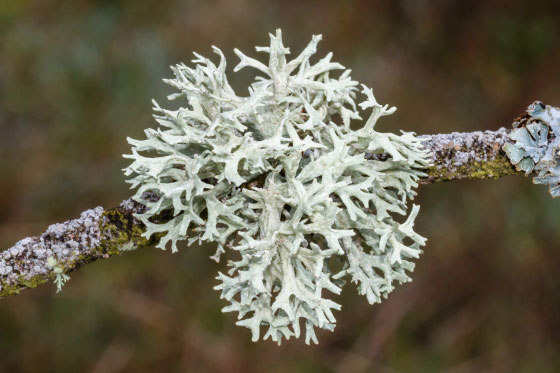 โอ๊คมอสส์ (Oakmoss)